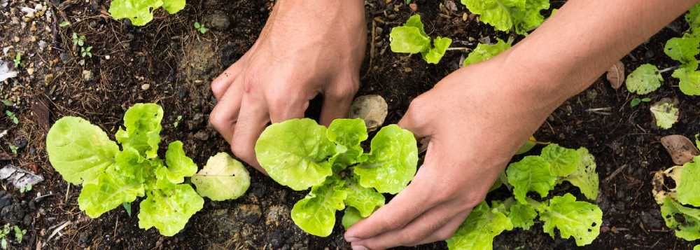 Grow your own: The beginner's guide to growing your own vegetables - Home & Garden Extras