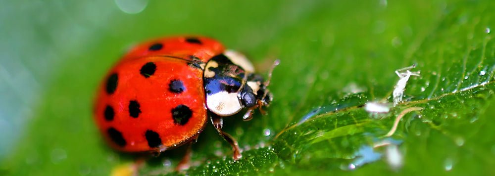 The beginner's guide to bug hotels and insect houses - Home & Garden Extras