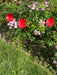 Poppy Garden Stakes - Pack of 3_Decorative Stakes