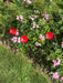 Poppy Garden Stakes - Pack of 3_Decorative Stakes