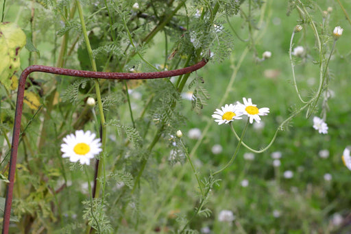 Rusty Bow Plant Supports - Raw Steel Designed to Rust_Bows Hoops Props & Twists