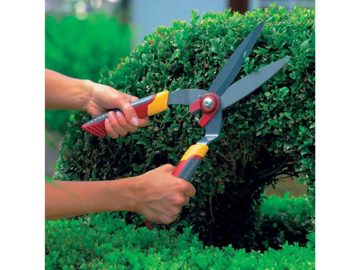 Box Tree Shear_Shears