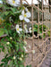 Jute Rope Trellis_Garden Trellises