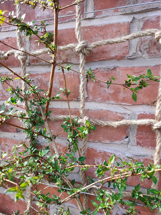 Jute Rope Trellis_Garden Trellises