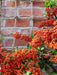 Jute Rope Trellis_Garden Trellises