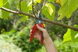 Comfort Plus Anvil Secateurs_Secateurs