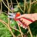 Comfort Plus Anvil Secateurs_Secateurs